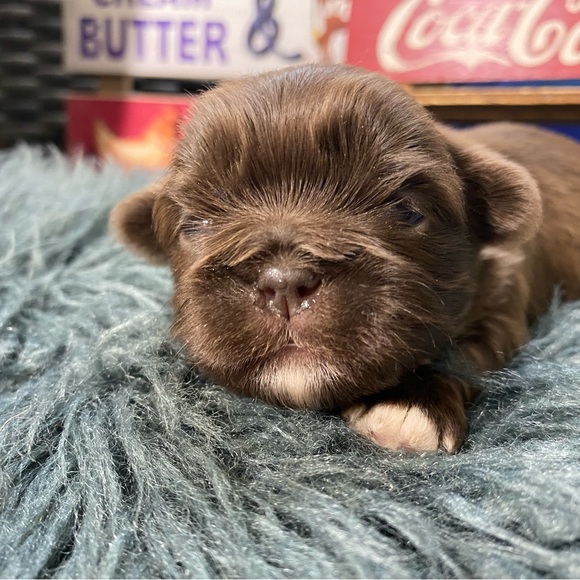 💕 Shorkies & Shih Tzu 💕 - Picture 13 of 14